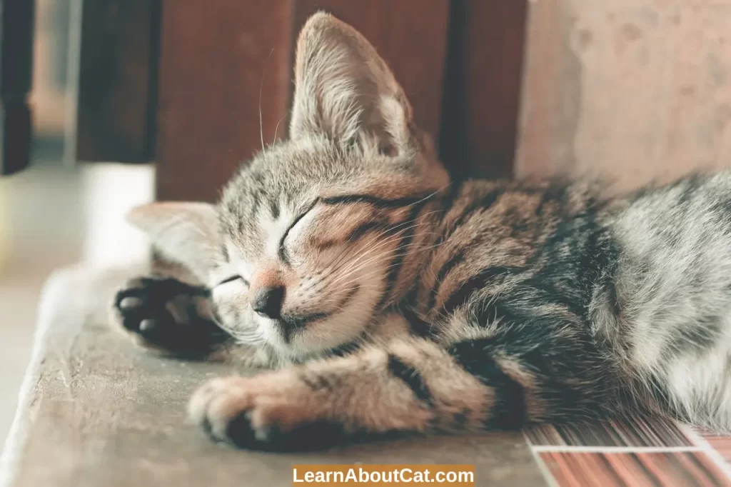 Why Do Cats Snore