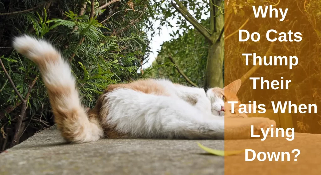 Why Do Cats Thump Their Tails When Lying Down? [Top 6 Reasons
