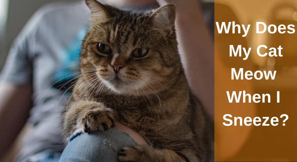 Why Does My Cat Meow When I Sneeze? Top 9 Theories Explained