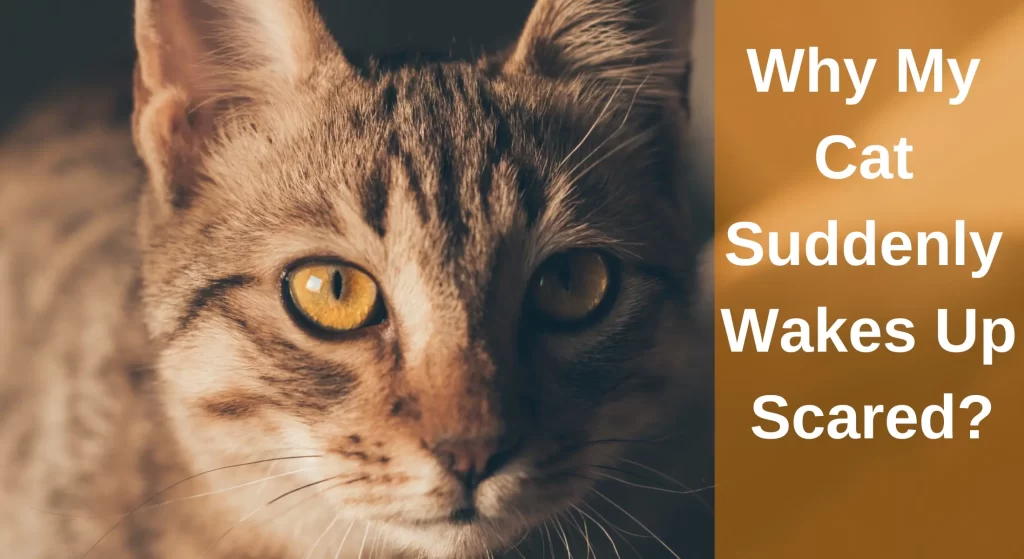 why-my-cat-suddenly-wakes-up-scared-reasons-learnaboutcat