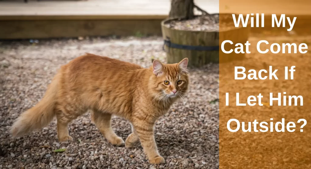 Will My Cat Come Back If I Let Him Outside? Curiosity Unleashed
