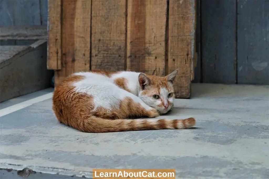 cats Thump Their Tails When Lying Down