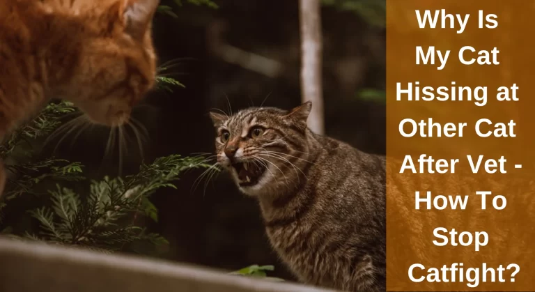 Why Is My Cat Hissing at Other Cat After Vet – How To Stop Catfight?