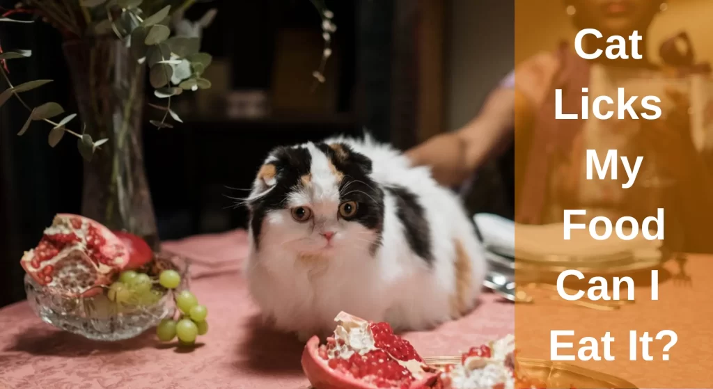 Cat Licks My Food Can I Eat It? [Explained] LearnAboutCat