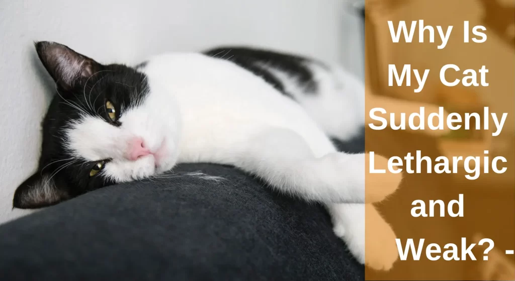 Why Is My Cat Suddenly Lethargic And Weak? - Causes, Treatment, And ...