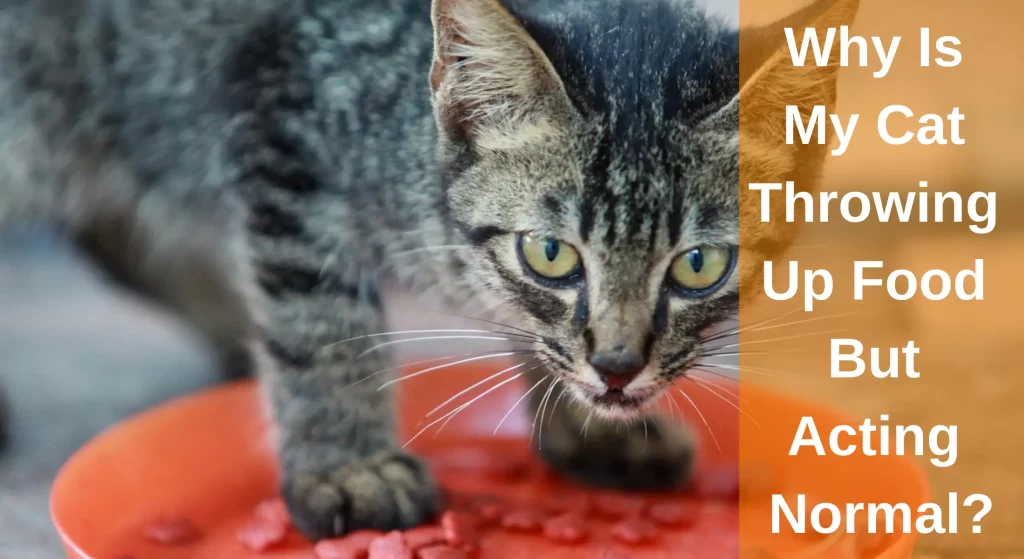 Why Is My Cat Throwing Up Food But Acting Normal? All You Need To Know LearnAboutCat