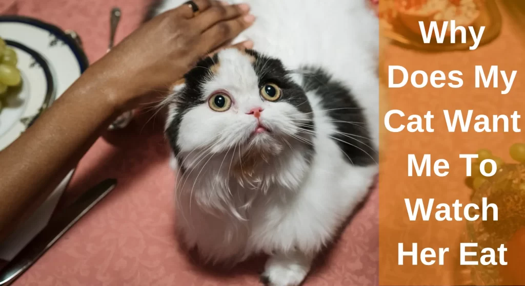 Why Does My Cat Want Me To Watch Her Eat? [Top Reasons] LearnAboutCat