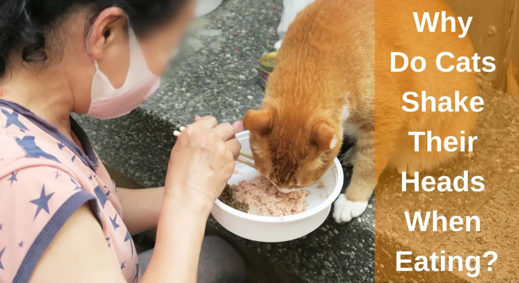 Why Do Cats Shake Their Heads When Eating? [Answered] LearnAboutCat