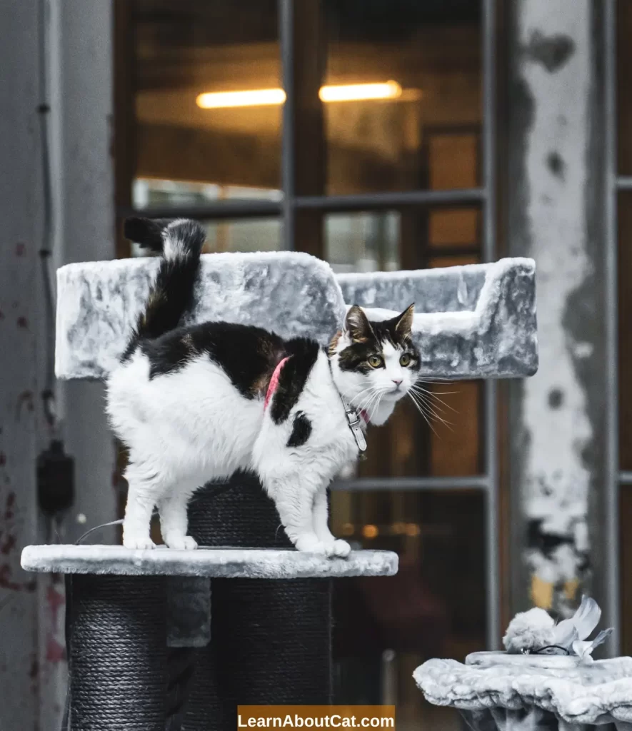 Female Cat Spraying