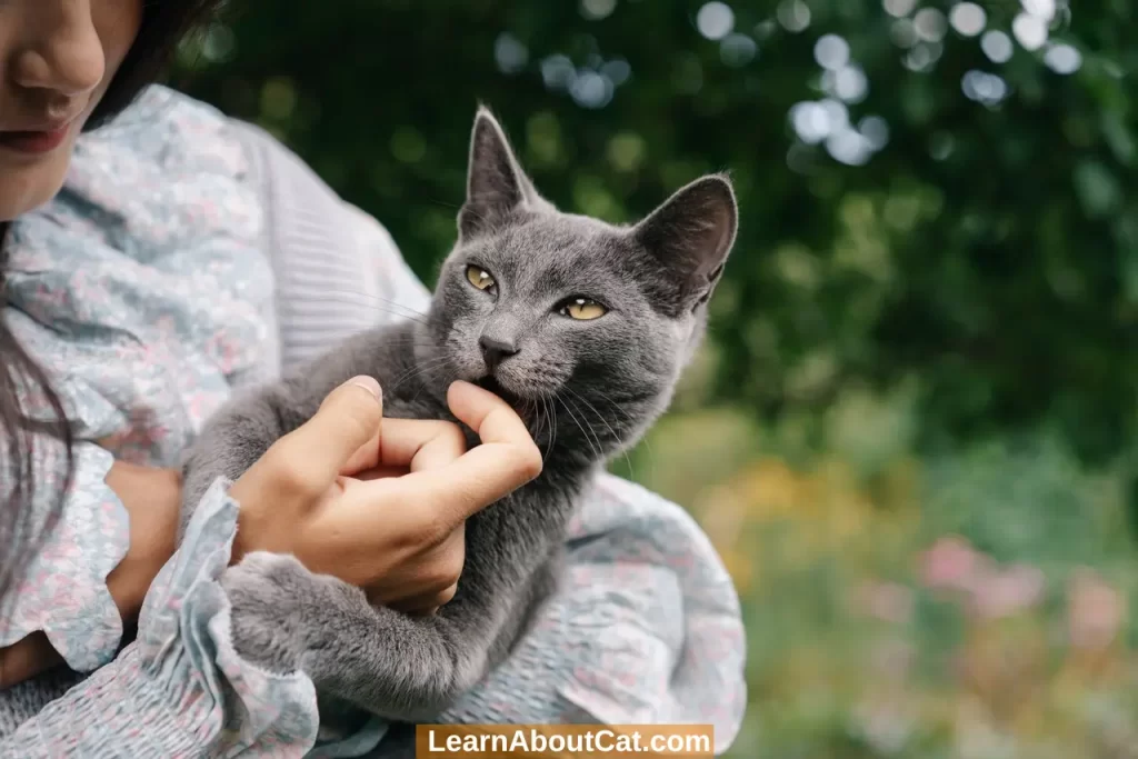 How to Discipline a Cat