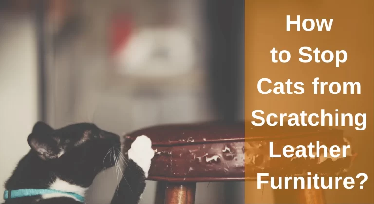 How to Stop Cats from Scratching Leather Furniture? Why Do Cats Scratch Furniture