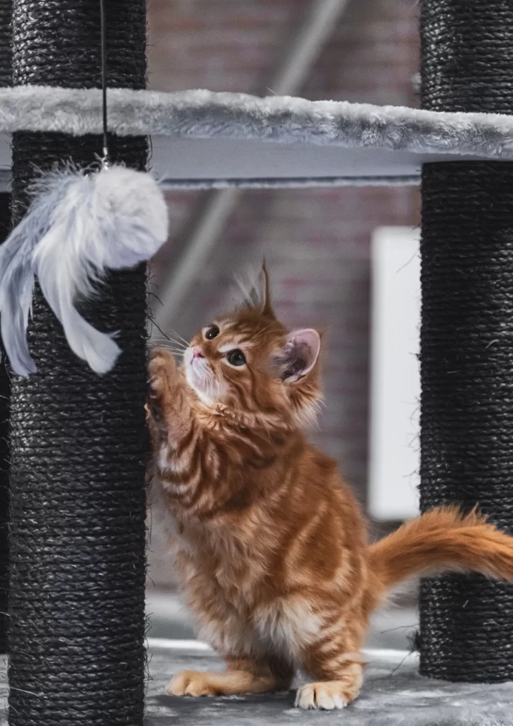 My Cat Won't Use the Scratch Post, How Can I Teach him