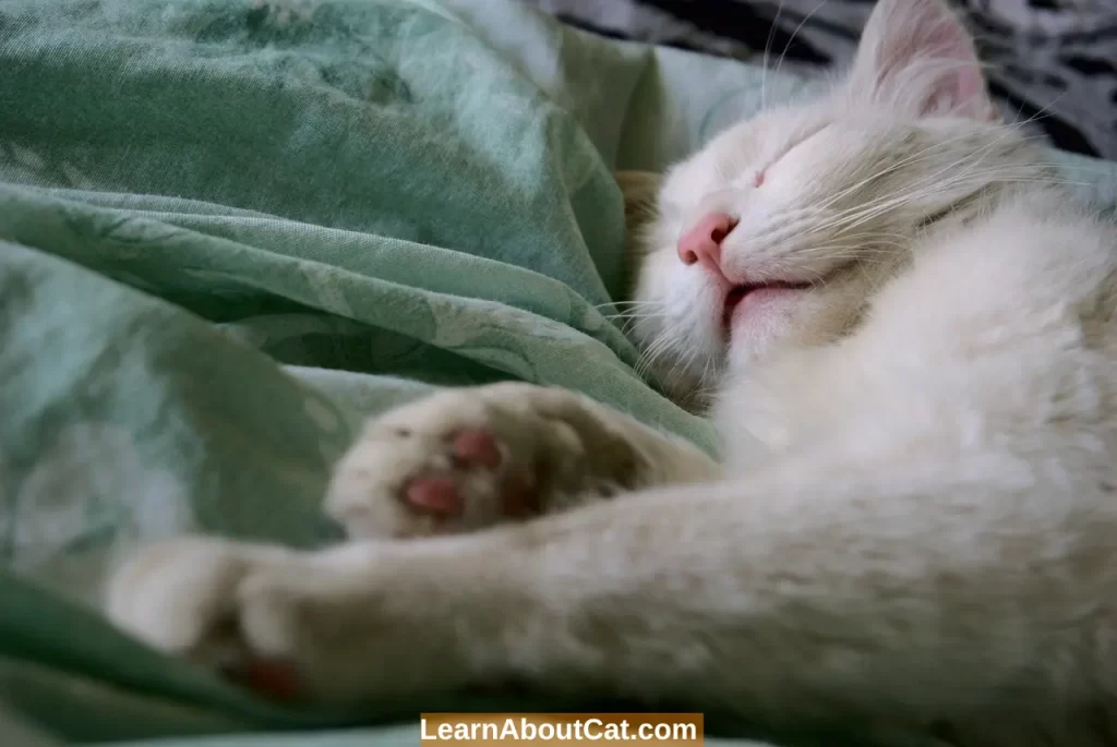 Why Do Cats Purr When They Sleep