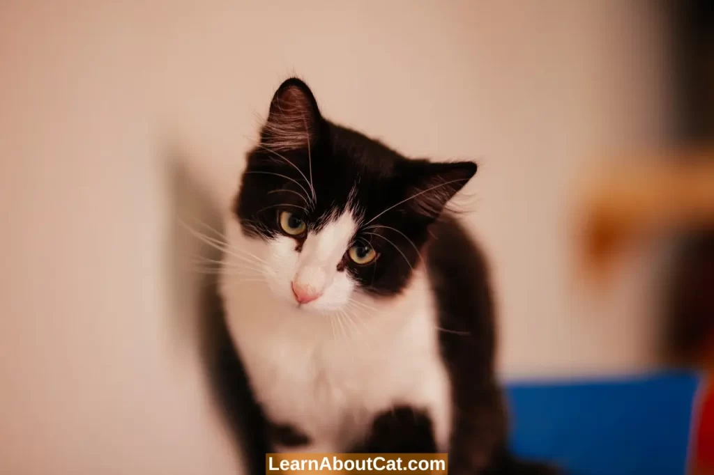 Ways  To Prevent Your Cat Peeing Over the Edge of the Litter Box