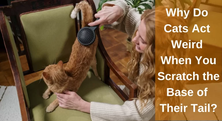 Why Do Cats Act Weird When You Scratch the Base of Their Tail? [Explained]
