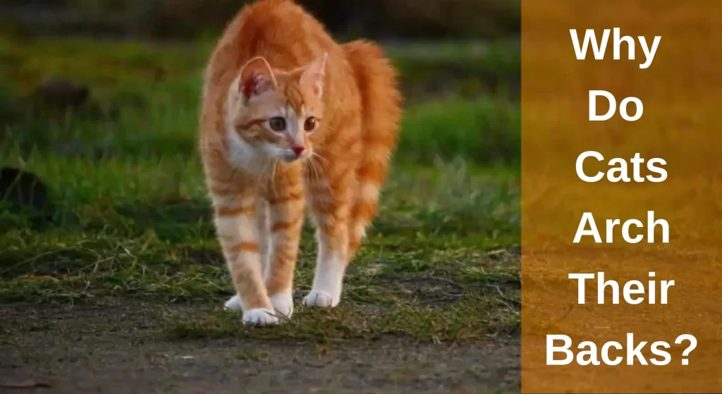 Why Do Cats Arch Their Backs? [Answered] LearnAboutCat