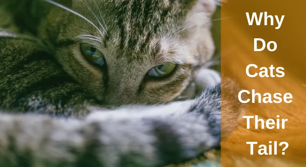 Why Do Cats Chase Their Tail? Things You Need to Know LearnAboutCat