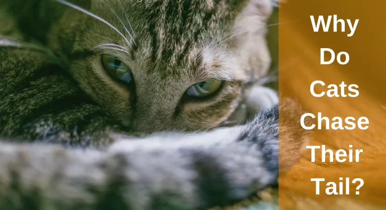 Why Do Cats Chase Their Tail? Things You Need to Know