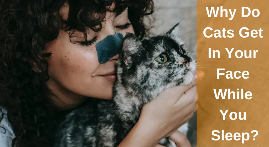 Why Do Cats Get In Your Face While You Sleep? [Top 10 Reasons