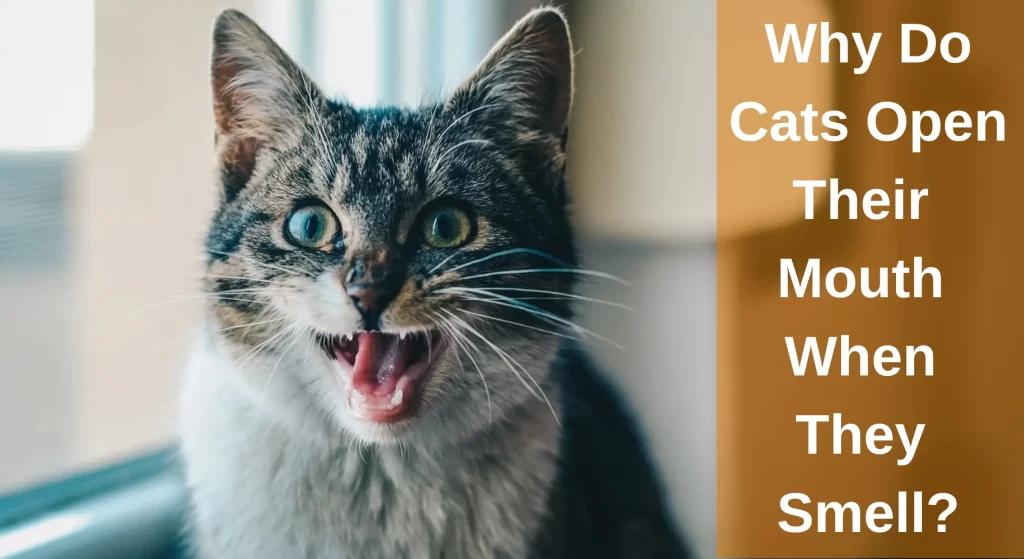 Why Do Cats Open Their Mouth When They Smell? Reasons LearnAboutCat