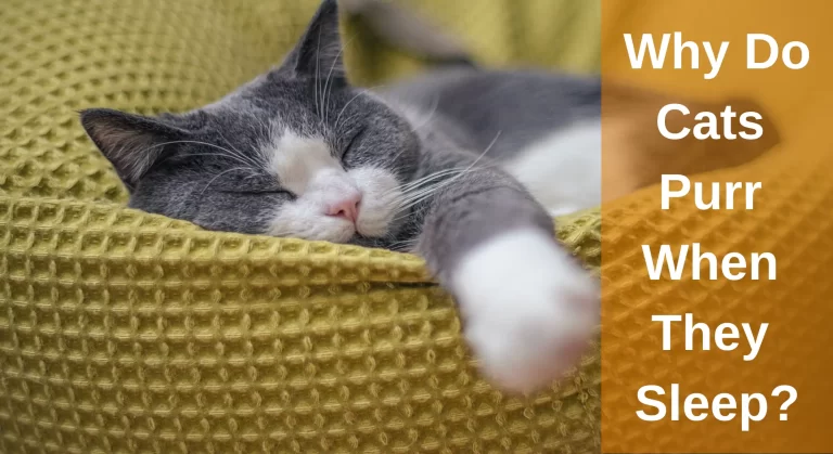 Why Do Cats Purr When They Sleep? Top Reasons Explained