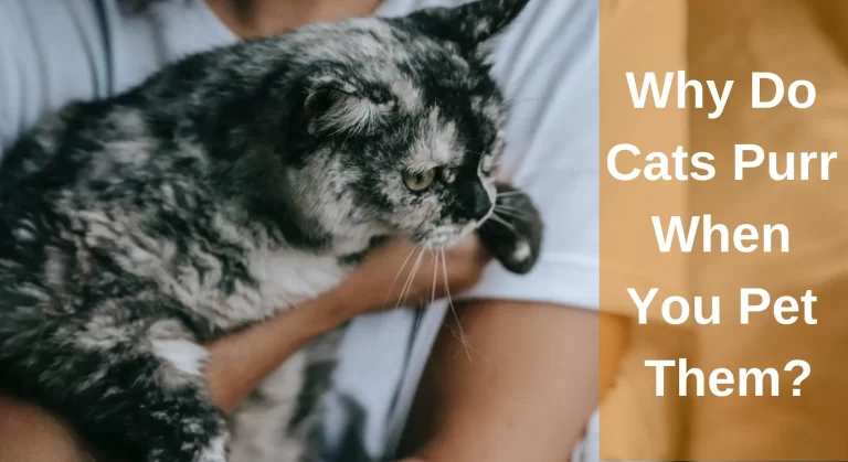 Why Do Cats Purr When You Pet Them? Know the Interesting Reasons
