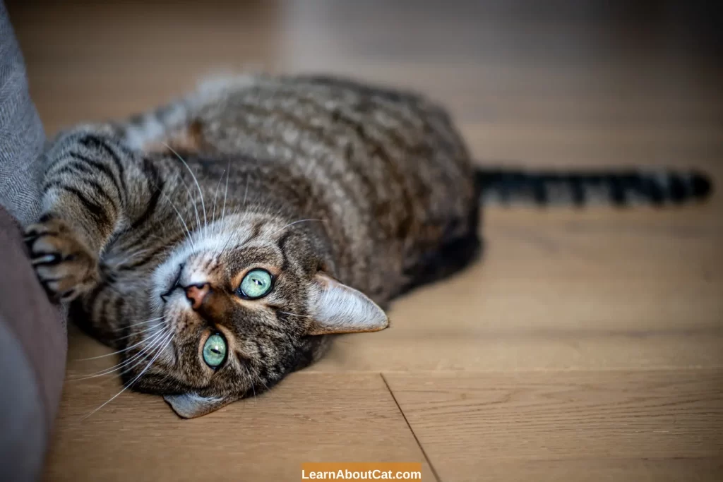Why Do Cats Scratch Furniture