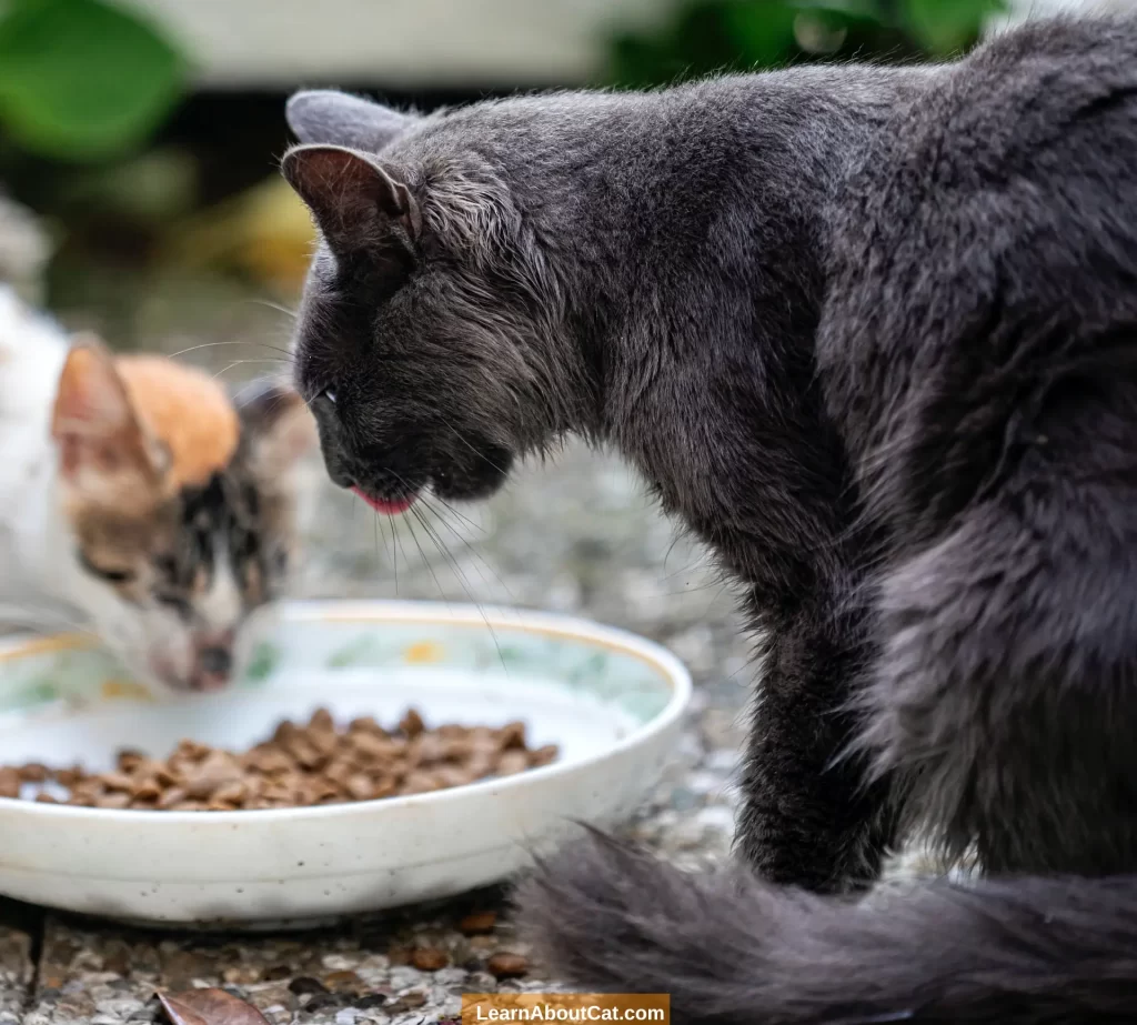 Why Do Cats Shake Their Heads When They Eat