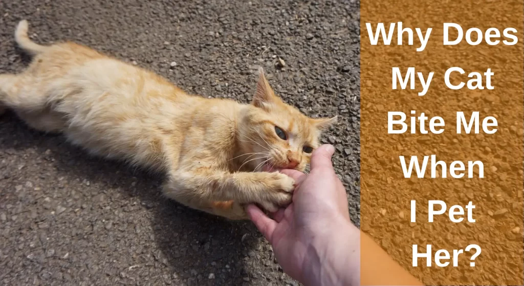 why-does-my-cat-bite-me-when-i-pet-her-cat-love-bites-learnaboutcat