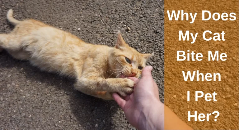 Why Does My Cat Bite Me When I Pet Her? (Cat Love Bites)