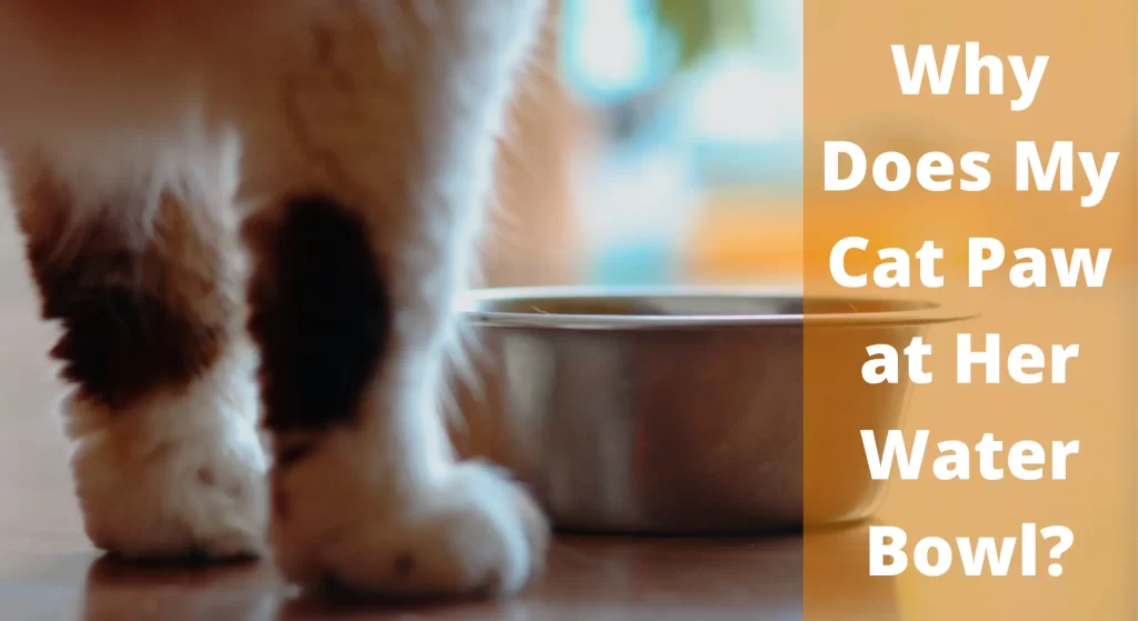 Why Does My Cat Paw at Her Water Bowl? Interesting Reasons LearnAboutCat
