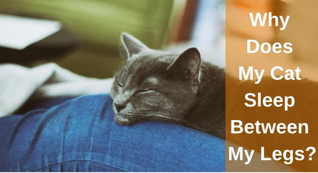Why Does My Cat Sleep Between My Legs? What You Need To Know