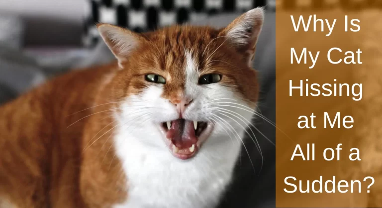 Why Is My Cat Hissing at Me All of a Sudden? What You Need To Know