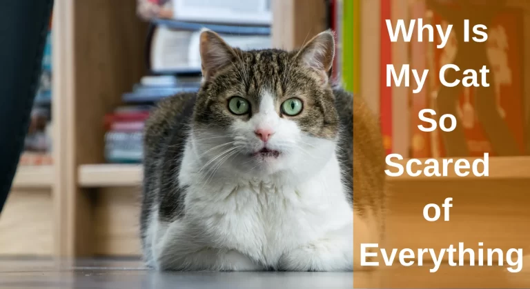 Why Is My Cat So Scared of Everything – How to Comphy My Scared Cat?