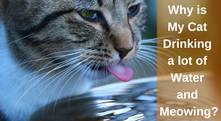 Why is My Cat Drinking a Lot of Water and Meowing? All You Need To Know