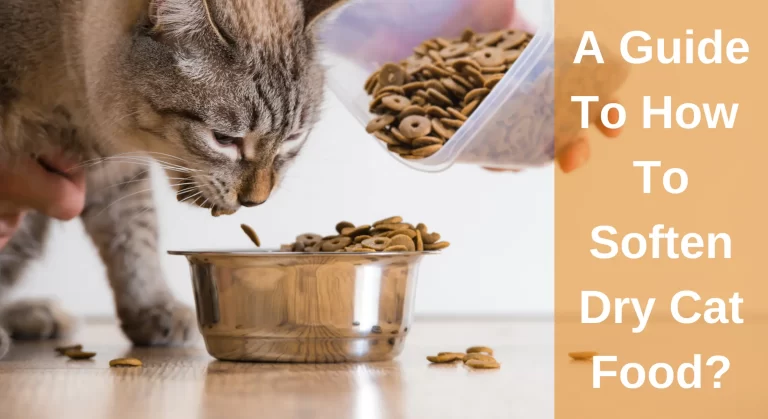 A Guide To How To Soften Dry Cat Food?