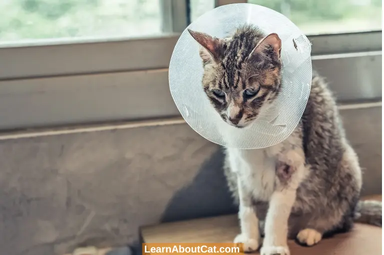 Advantages Of Spaying a Cat