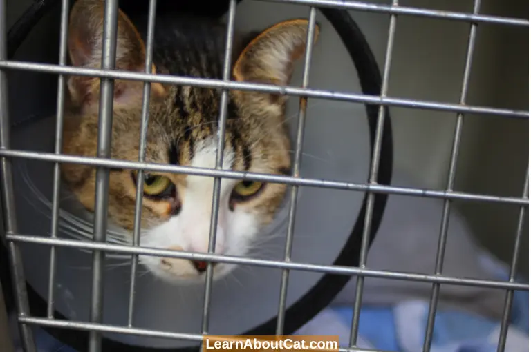 How Long Should I Confine My Cat After Spay?