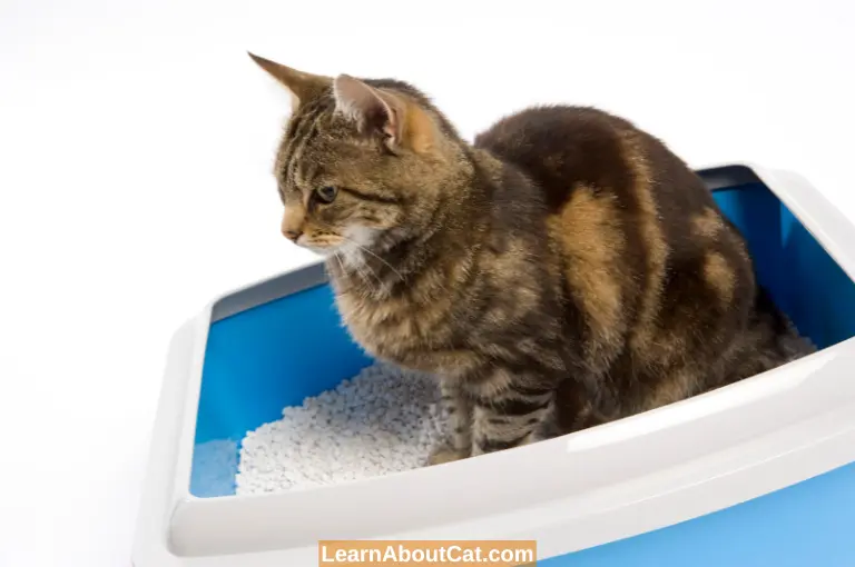 Alternatives to Stop Cat litter Odours