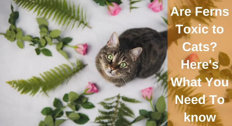Are Ferns Toxic to Cats? Here’s What You Need To know