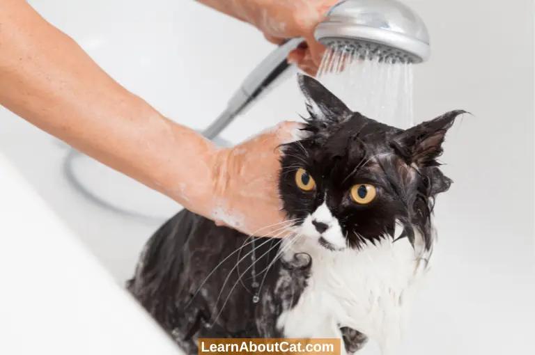 Are there any shampoos that can be used on cats