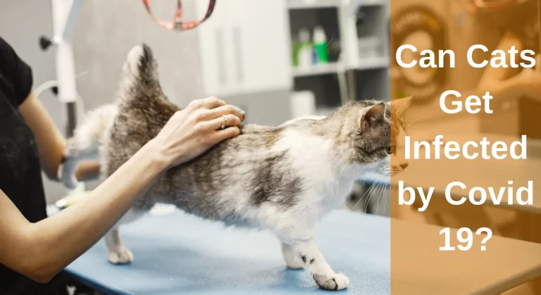 Can Cats Get Infected by Covid 19? Things to Watch Out