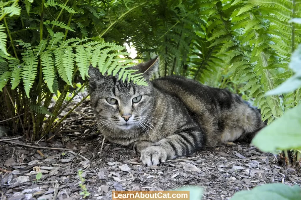 Symptoms of Fern Poisoning in Cats