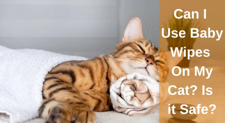 Can I Use Baby Wipes On My Cats? Is it Safe? [Answered]