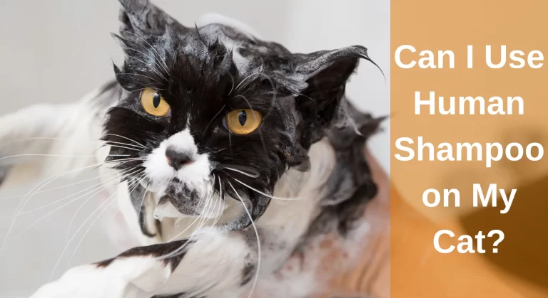 Can I Use Human Shampoo on My Cat? [Answered]