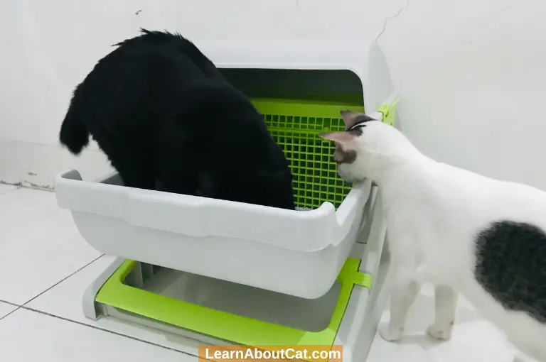 Can Several Cats Share  One Litter box