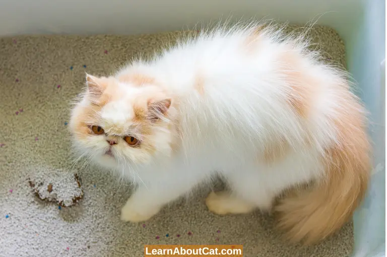 Can a Dirty Cat Litter Box Make Your Cat Ill