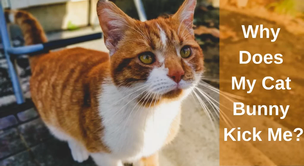 Why Does My Cat Bunny Kick Me? [Answered] LearnAboutCat