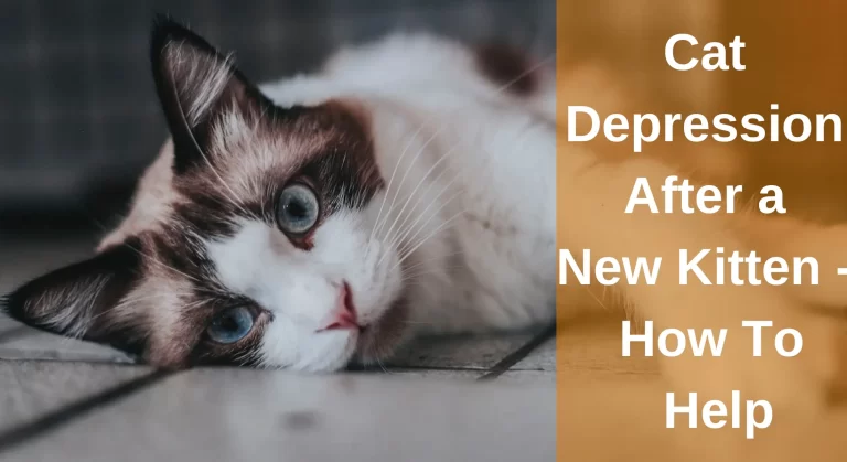 Symptoms of Cat Depression After a New Kitten – How To Help?