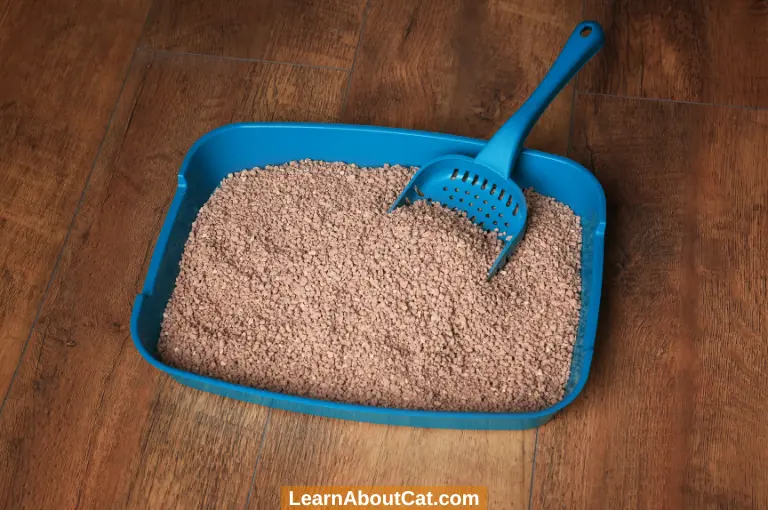 Cat Litter Substitutes